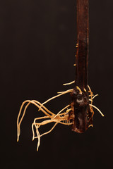 Rooted grape cuttings on a dark blurry background. The process of growing vines.