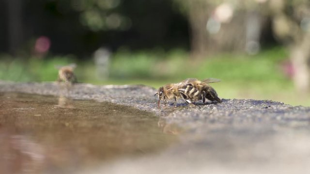 Thirsty bees drinking water and rehydrating in garden bird bath, spring day, 4K