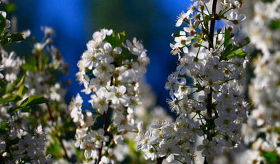 Blooming cherry tree in the garden. Cherry flowers close up.A bouquet flowers. Floral collage. Flower composition. Nature.