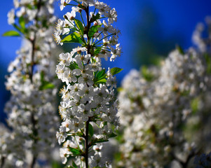 Blooming cherry tree in the garden. Cherry flowers close up.A bouquet flowers. Floral collage. Flower composition. Nature.