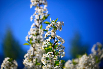 Blooming cherry tree in the garden. Cherry flowers close up.A bouquet flowers. Floral collage. Flower composition. Nature.