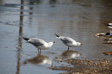 Seagulls On The Water, William Hawrelak Park, Edmonton, Alberta