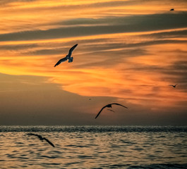 seagulls at sunset, bird, sky, sea, orange, landscape, ocean, shore, yellow, light, reflection