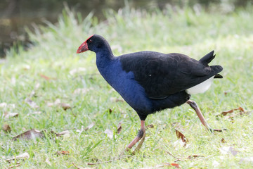 Purple Swamp Hen hunting food in grass