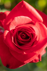 Fototapeta premium Rose