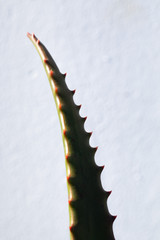 Cactus on whitebackground
