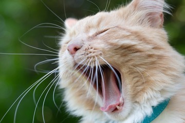 Cat yawn