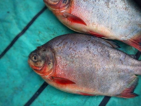 Variety of piaractus or tambaqui fishes are served on display in the fish market.