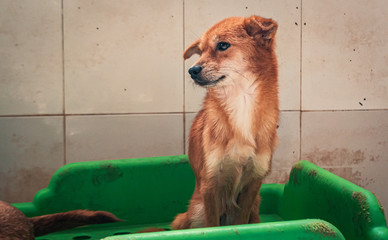 Sad dog in shelter waiting to be rescued and adopted to new home. Shelter for animals concept