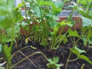 Coriander from a local vegetable grower grows up before the gardeners water and sow the fertilizer in his vegetable garden.