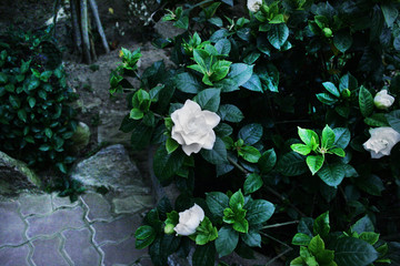 A pretty flower photo of Botanical Garden