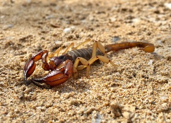 scorpion on sand
