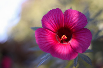 pink flower in the garden