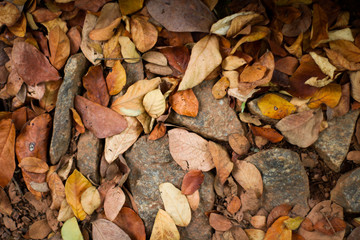 autumn leaves background