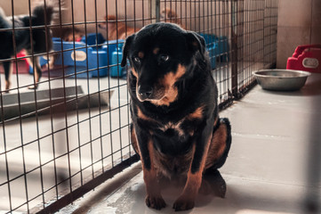 Sad dog in shelter waiting to be rescued and adopted to new home. Shelter for animals concept