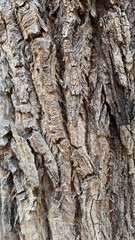 tree bark texture