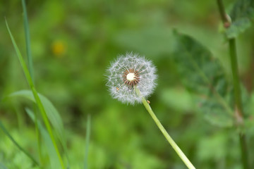 綿毛になったタンポポ