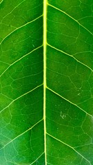 green leaf texture background
