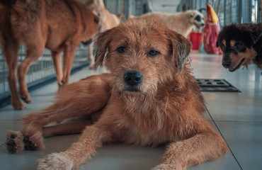 Sad dog in shelter waiting to be rescued and adopted to new home. Shelter for animals concept