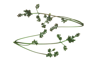 flowers of Manihot esculenta, (commonly called cassava, manioc, yuca, macaxeira, mandioca, kappa kizhanguand aipim) on white background