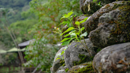 The close up of growing plant on the rock  in forest hill.