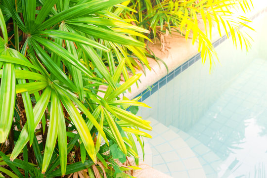 Detail of the luxury tropical resort garden with palm trees and salt water pool. Summer, vacatiom, privacy, close to nature concept, place for text