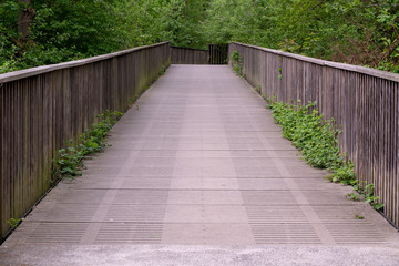 an footpath in the forest