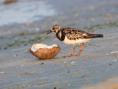 The ruddy turnstone (Arenaria interpres) testing coconat washed on the Galveston beach