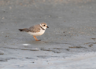 The piping plover (Charadrius melodus) on the sand beach, Galveston