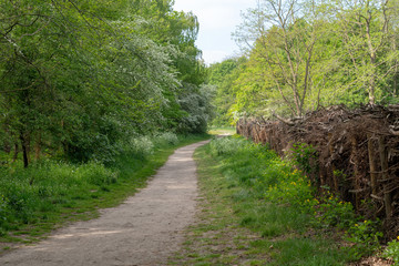 an footpath in the forest
