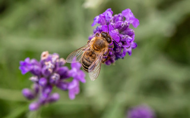 Beautiful honey bee getting food from a magenta flower!!