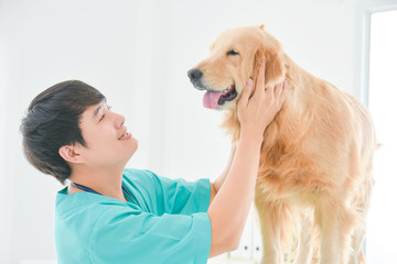 Asian male veterinarian examining golden retriever dog in vet clinic.