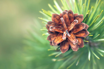 Brown pine cone closeup on a green nature background. Coniferous forest