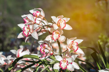 Close up beautiful white orchid flower on natural light with light rays