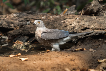 Beautiful bird Shikra ( Accipiter badius ) drink water  on pond