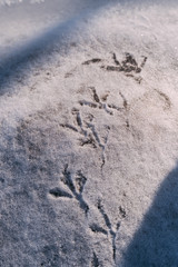 First bird tracks in the snow