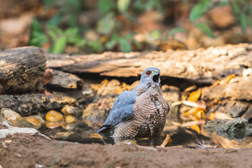 Beautiful bird Shikra ( Accipiter badius ) drink water  on pond