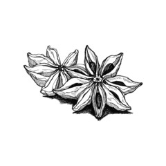 illustration hand drawn sketch 
star anise ink style monochrome outline, for artwork, logo, packaging vector eps10.