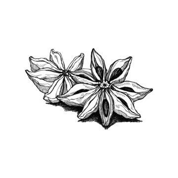 recommend clip art: illustration hand drawn sketch 
                    star anise ink style monochrome outline, for artwork, logo, packaging vector eps10.