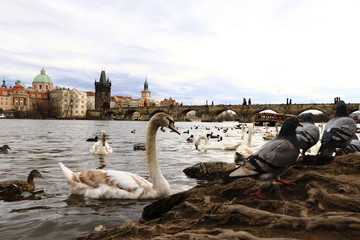 Charles Bridge view, Prague birds, swans, Czech Republic