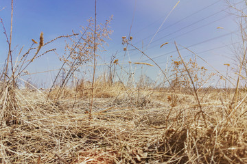 Obraz premium dry grass field under blue spring sky