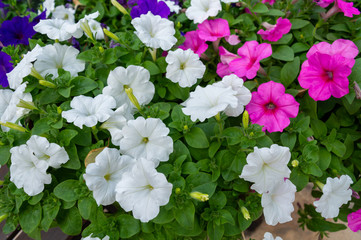 Purple flower and pink and white bushes.