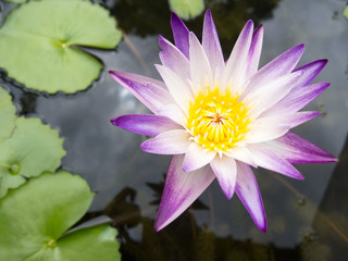 Purple lotus petals, yellow stamens in thePurple lotus petals, yellow stamens in the lotus pond during the day. lotus pond during the day.