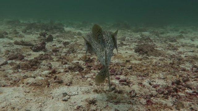 Porcupinefish swim close to the bottom