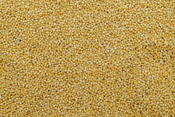 small yellow groats, background and texture