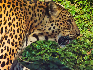 Leopard is walking.