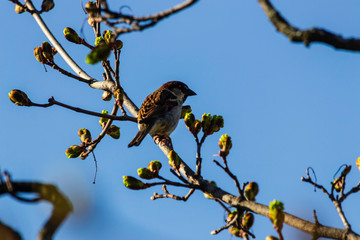 Sparrow Sitting on a Branch