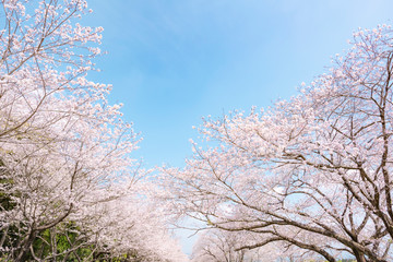 満開の桜並木