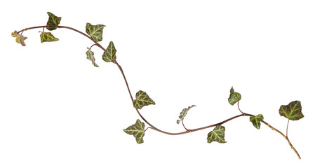 Ivy branch. Hedera, helix. Cose up isolated on white background