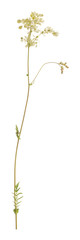 Dropwort, Filipendula vulgaris isolated on white background